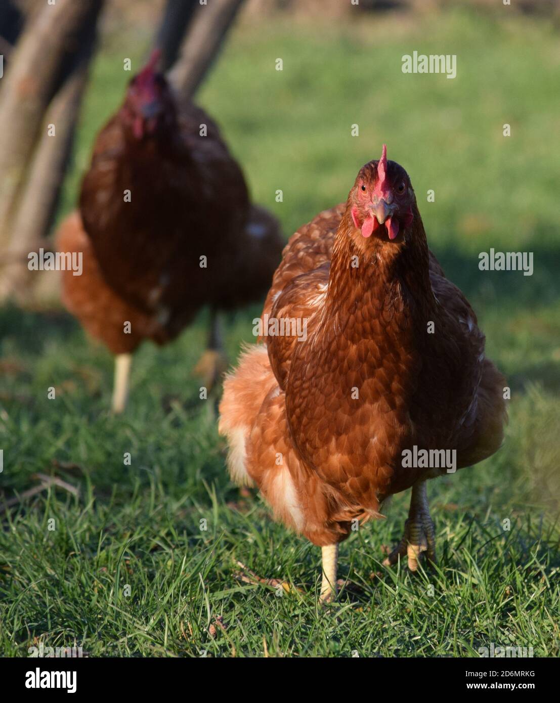 Freilaufende Haushühner bewegen sich über eine Wiese Stockfoto