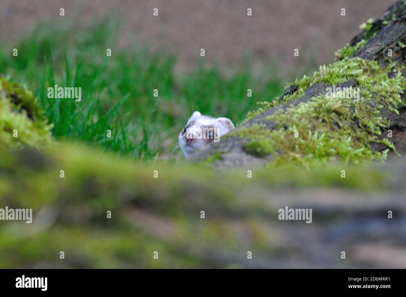 Wieselporträt Stockfoto