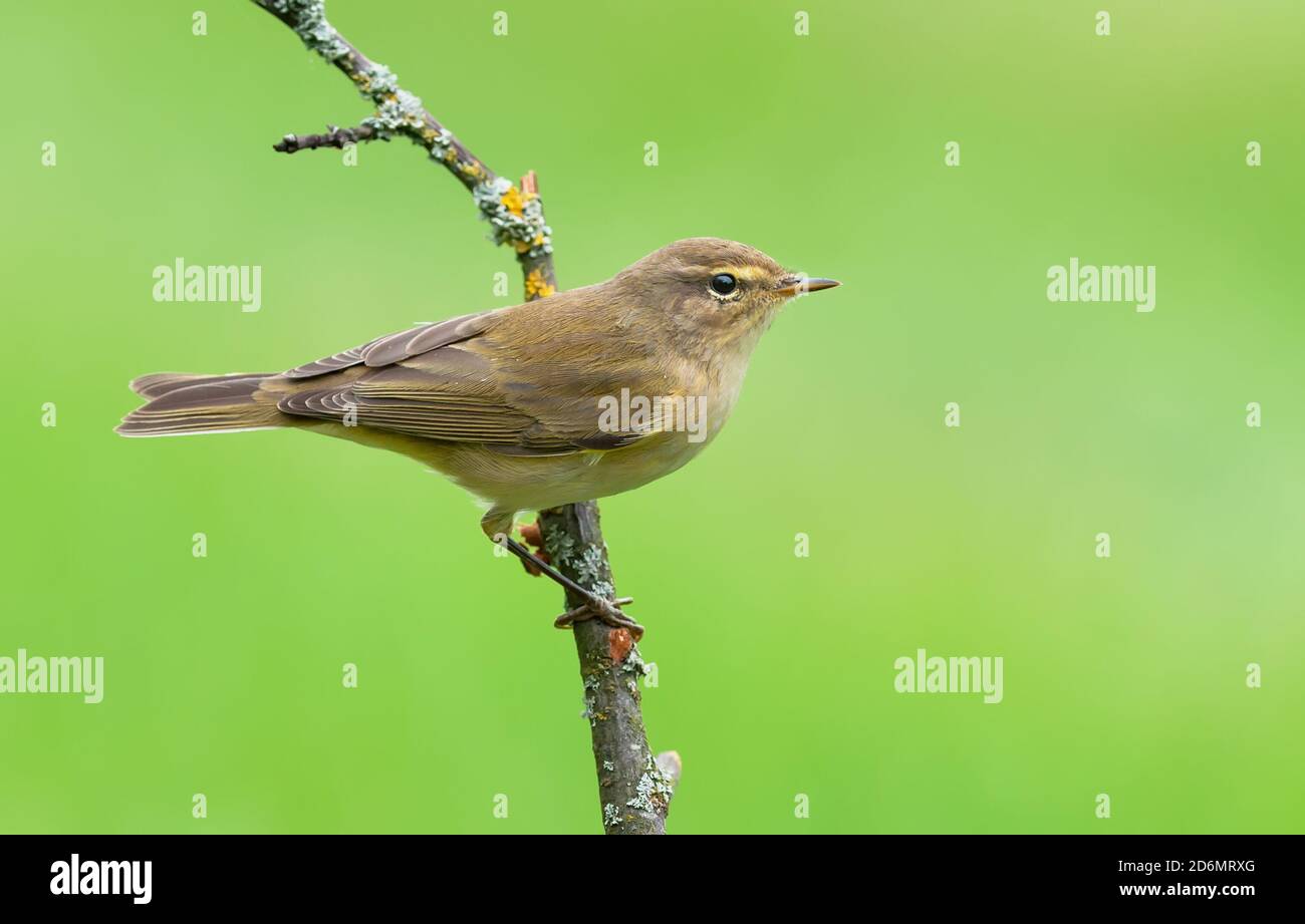 Gewöhnliche Chiffchaff (Phylloscopus collybita) Posiert auf kleinem trockenen Zweig im Herbst mit sauber Grüner Hintergrund Stockfoto