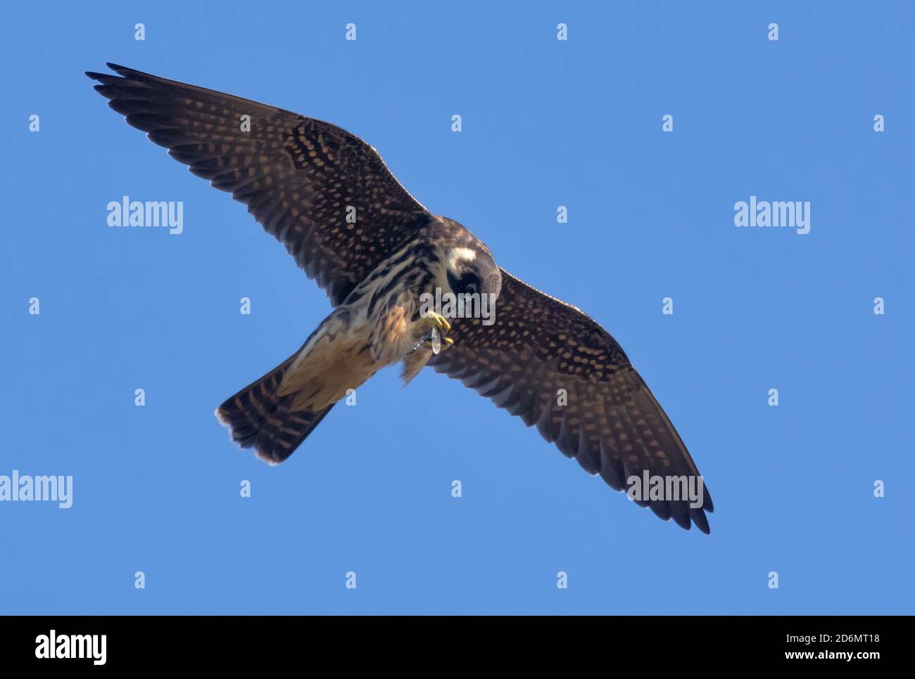 Erwachsene eurasische Hobby (Falco subbuteo) Isst im Flug seine aufgeschaufene Libelle Stockfoto