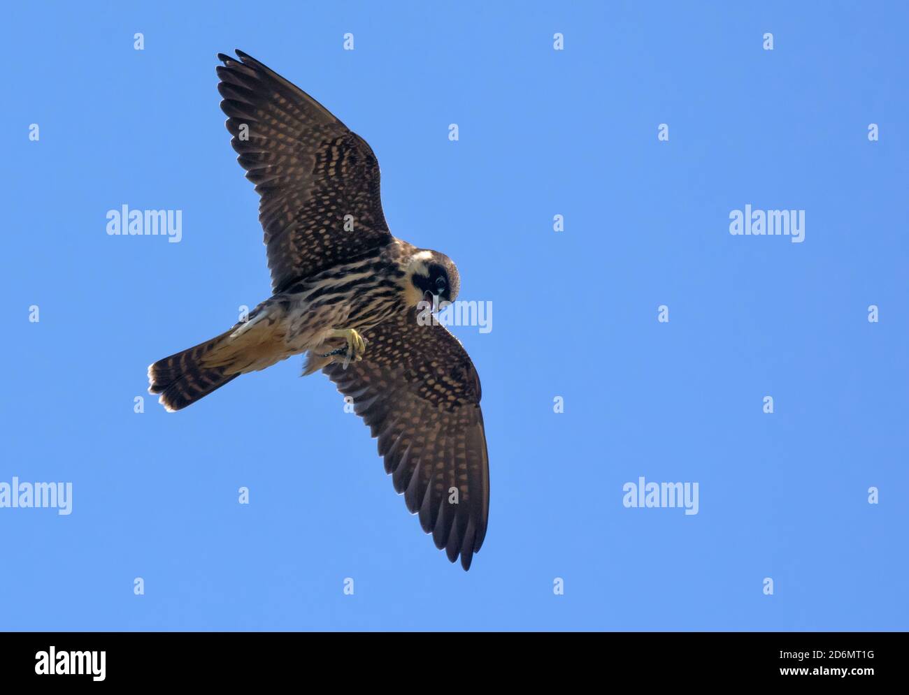 Erwachsene eurasische Hobby (Falco subbuteo) Fliegen mit Libelle in Krallen eingeklemmt Stockfoto