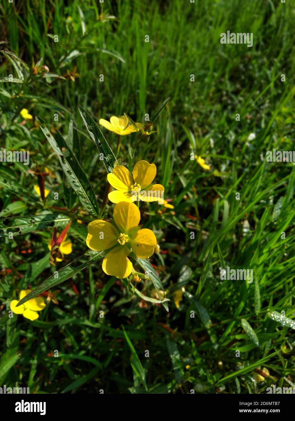 Gelbe Blume Ludwigia octovalvis ist eine krautige Pflanzenart. Ludwigia octovalvis gehört zur Gattung ludwigior, und die Familie downyx Pflanzen. Stockfoto