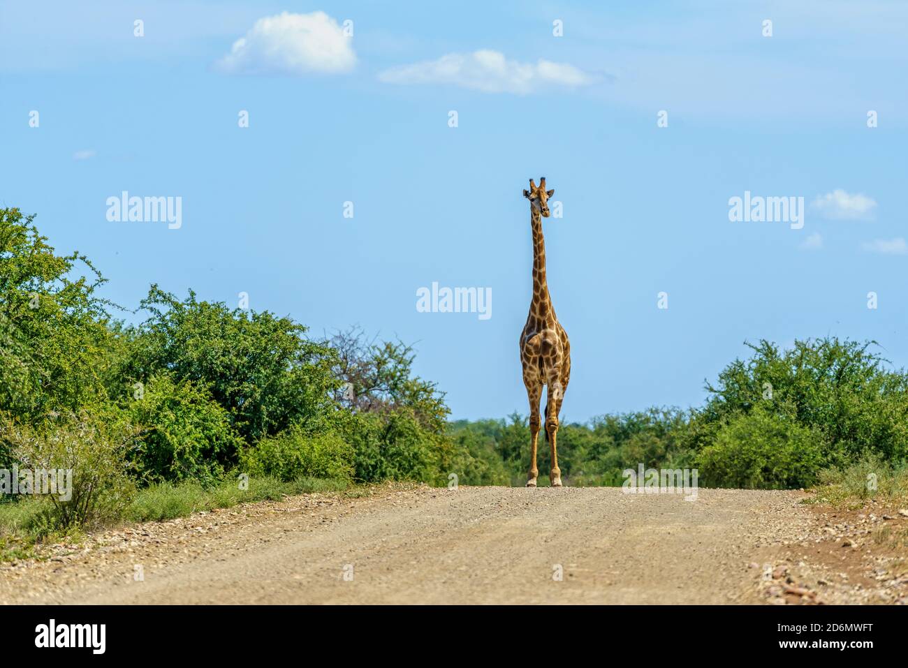 Einsame Giraffe auf einer unbefestigten Straße Stockfoto