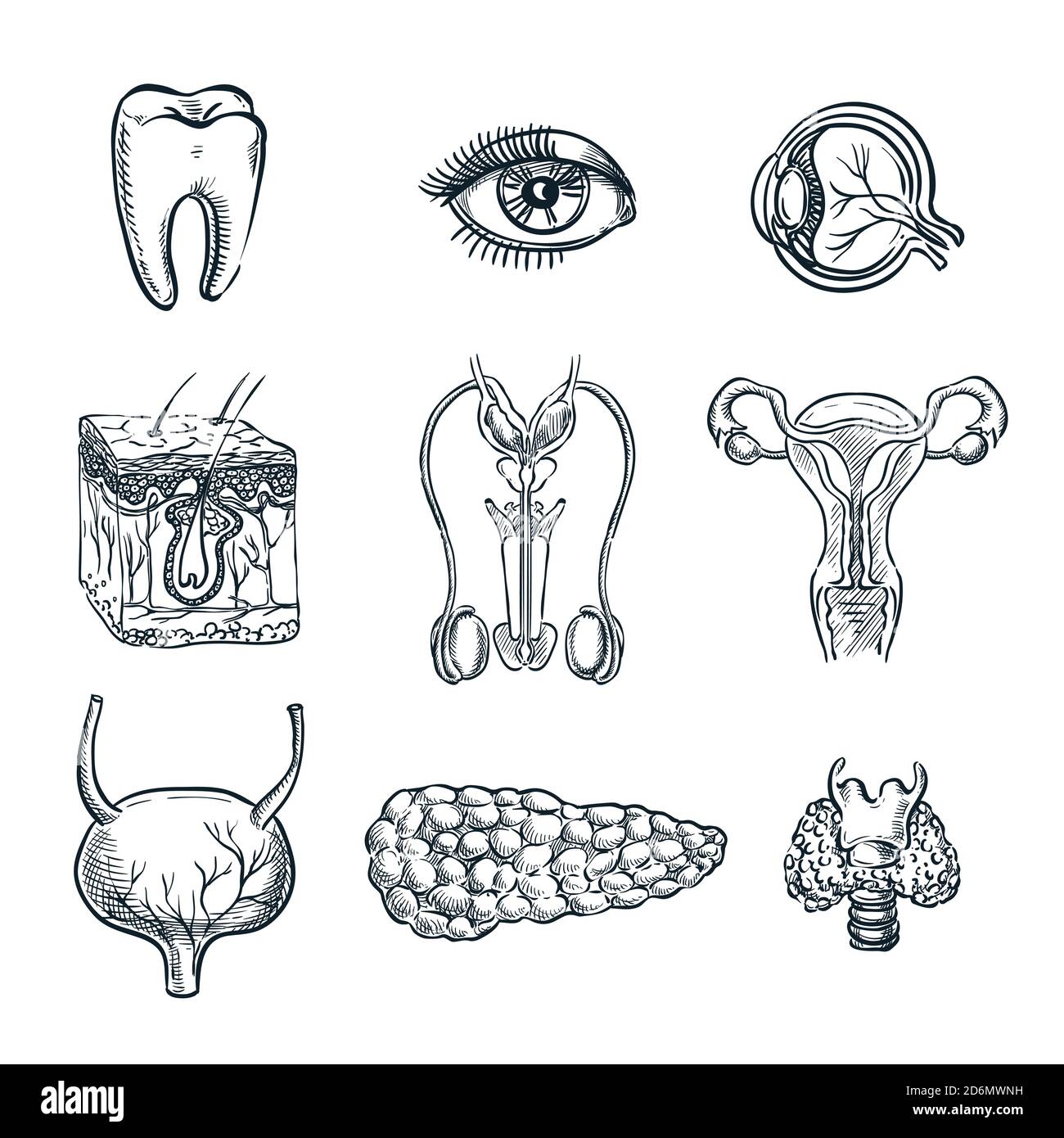 Menschliche innere Organe, Zahn und Auge. Vektorskizze isolierte Illustration. Handgezeichnete Doodle Anatomie Symbole gesetzt. Stock Vektor