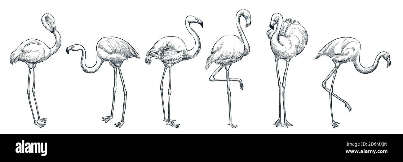 Flamingo in verschiedenen Posen, Vektor Skizze Illustration. Set mit handgezeichneten Designelementen für tropische Vögel. Stock Vektor
