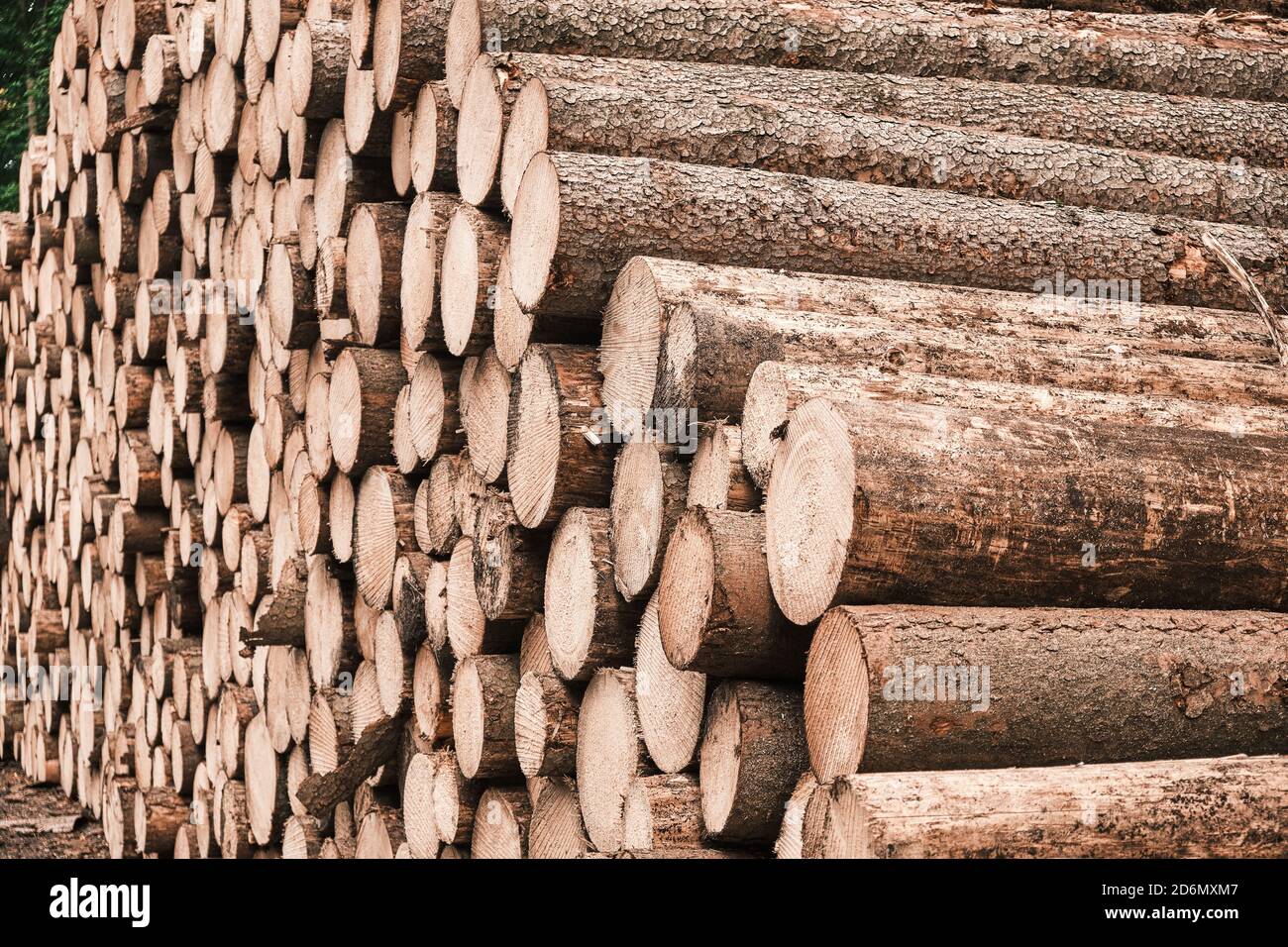 Frisch geschnittene Holzstämme im Wald warten auf Transport und Verarbeitung. Holzeinschlag. Nahaufnahme der Stämme von gefällten Bäumen. Stockfoto