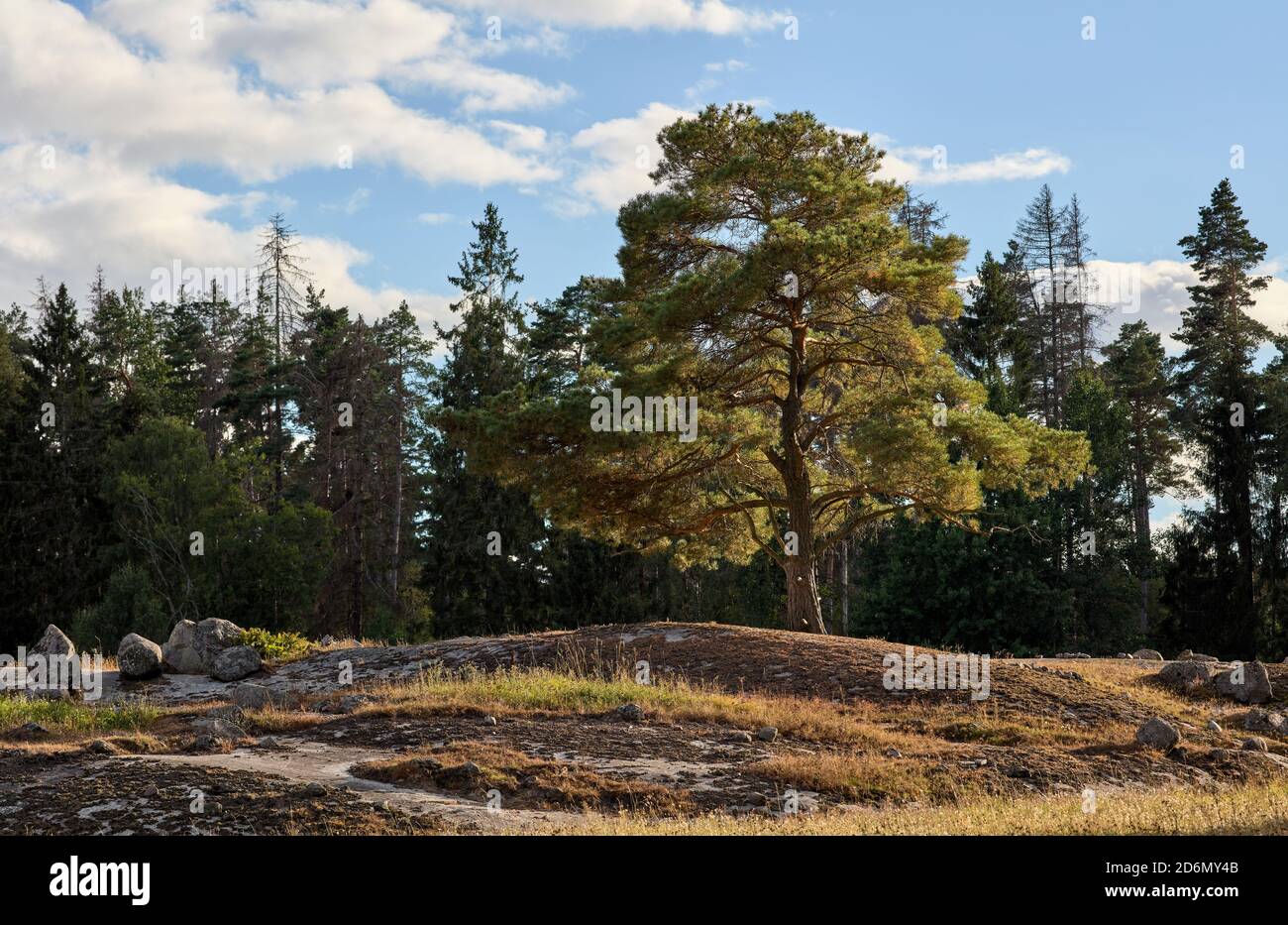 Sidelit Baum in Söderby, Bogesundslandet, in der Nähe von Vaxholm, Schweden Stockfoto