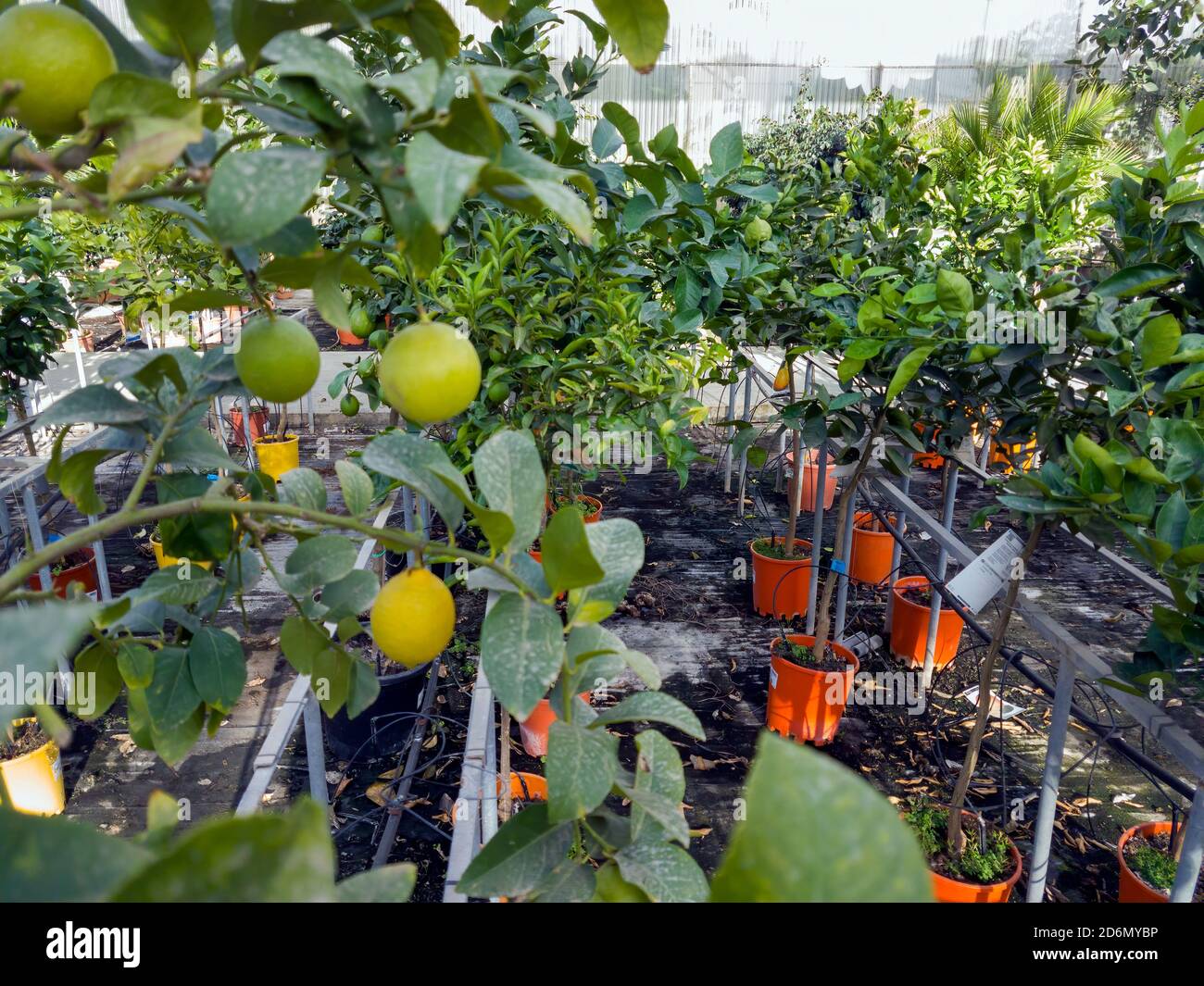 Töpfe mit kleinen Zitronenbäumen in einem Gewächshaus Stockfoto