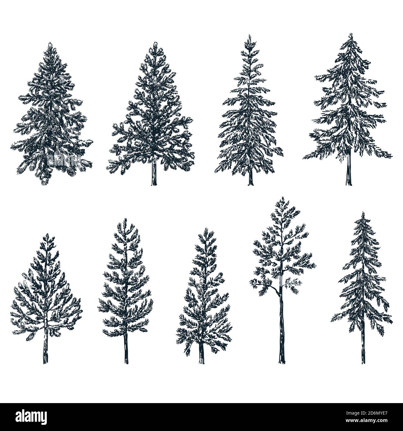 Kiefer und Fichten. Vektorgrafik Skizze. Wald und Natur handgezeichnete Designelemente Set. Stock Vektor