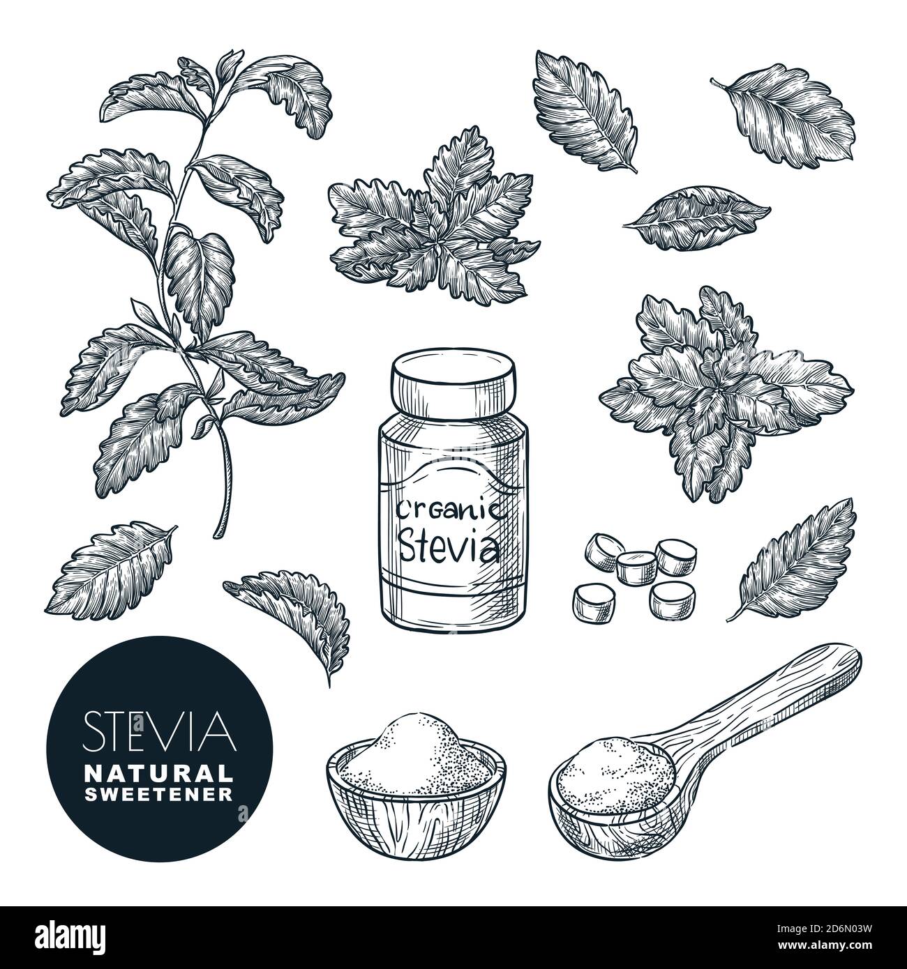 Stevia Pflanze und Blätter Skizze Vektor Illustration. Natürliche Bio-Süßstoff, Zucker gesunde Alternative. Handgezeichnete isolierte Designelemente. Stock Vektor