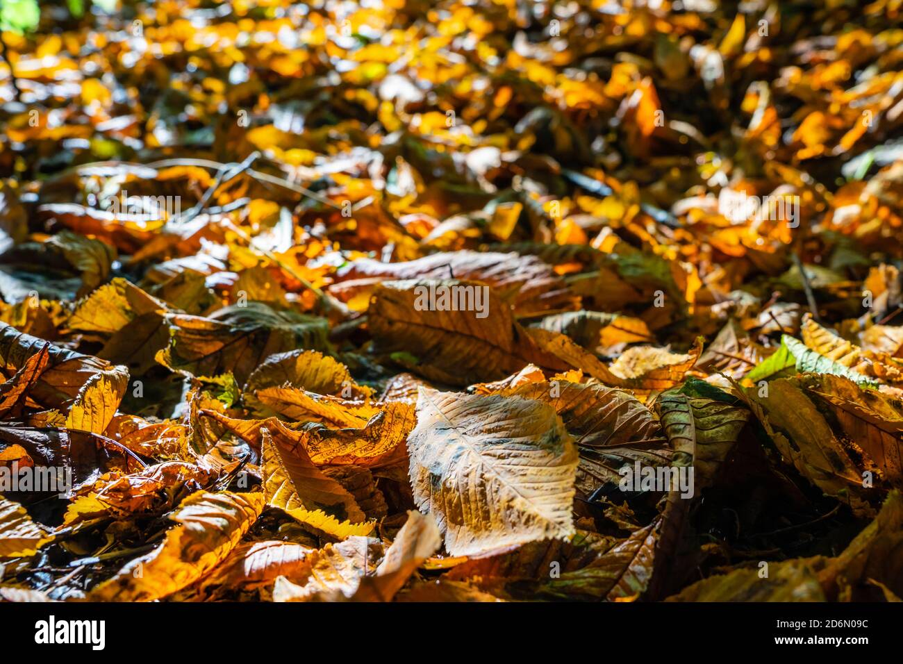 Herbstblätter liegen auf dem Waldboden. Jährlicher Lebenszyklus. Stockfoto