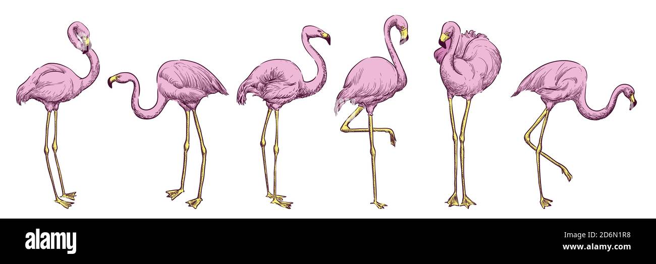 Rosa Flamingo in verschiedenen Posen, Vektor-Farbe Skizze Illustration. Set aus handgezeichneten Elementen mit tropischem Vogelmotiv Stock Vektor