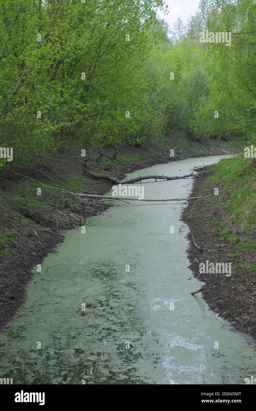 Kleiner schlammiger Waldfluss. Ein flacher Teich mit grünem Wasser. Stockfoto
