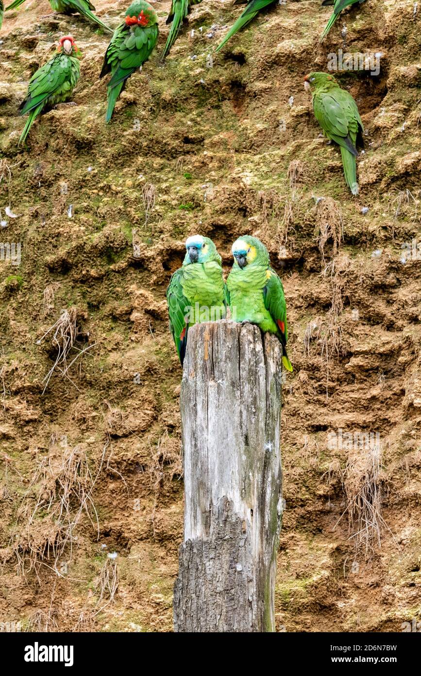 Porträt der blaufrontgefertigten amazonas-Vögel auf einem Holzpfahl Stockfoto