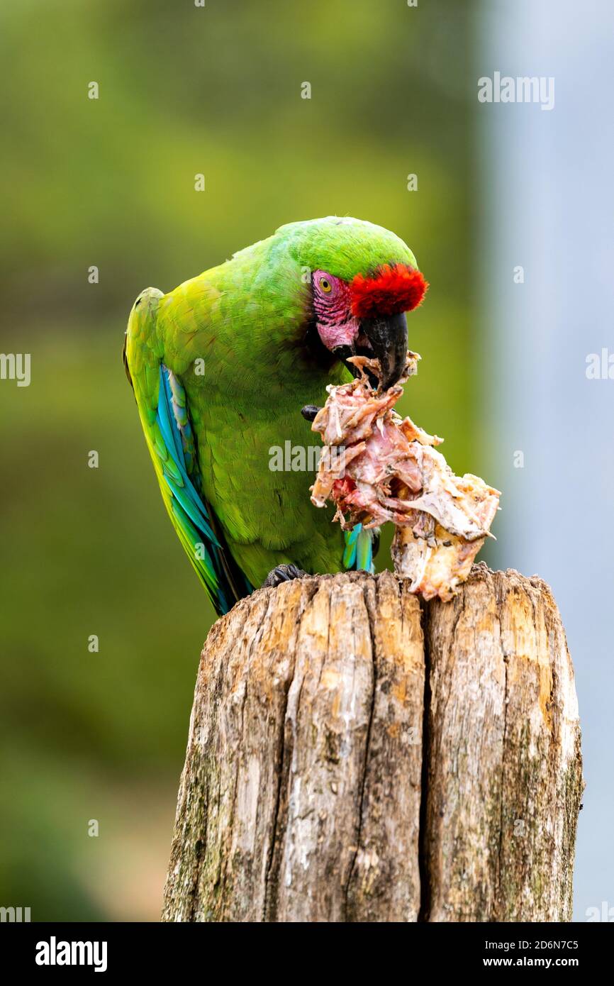 Porträt der blaufrontgefertigten amazonas-Vögel auf einem Holzpfahl Stockfoto