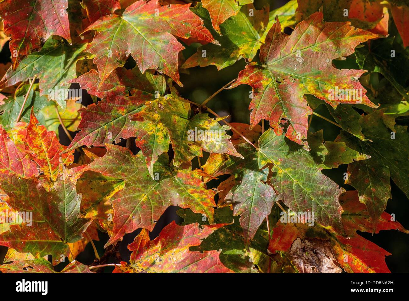 Bunte Blätter Stockfoto