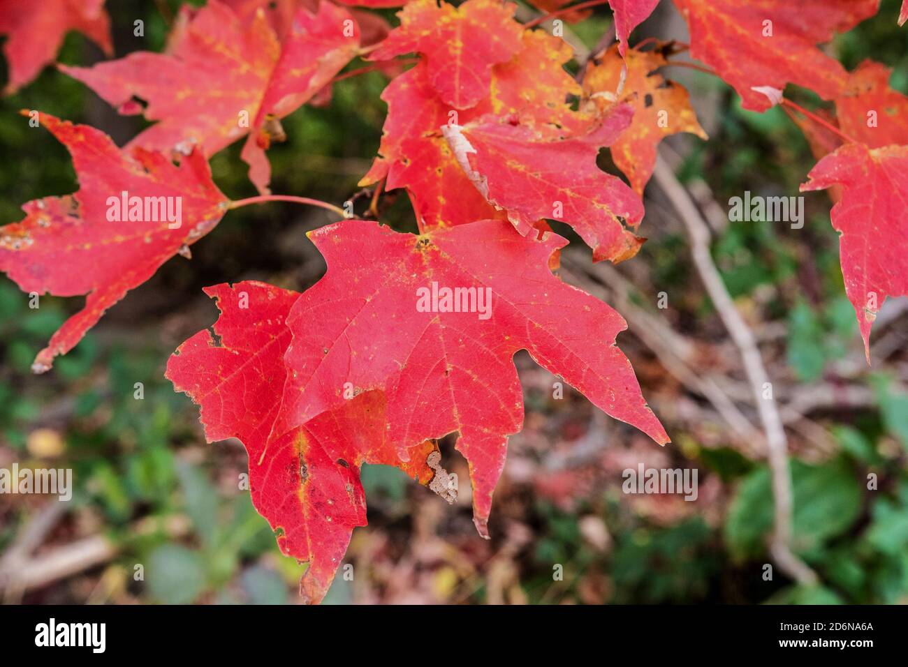 Rote Blätter Stockfoto