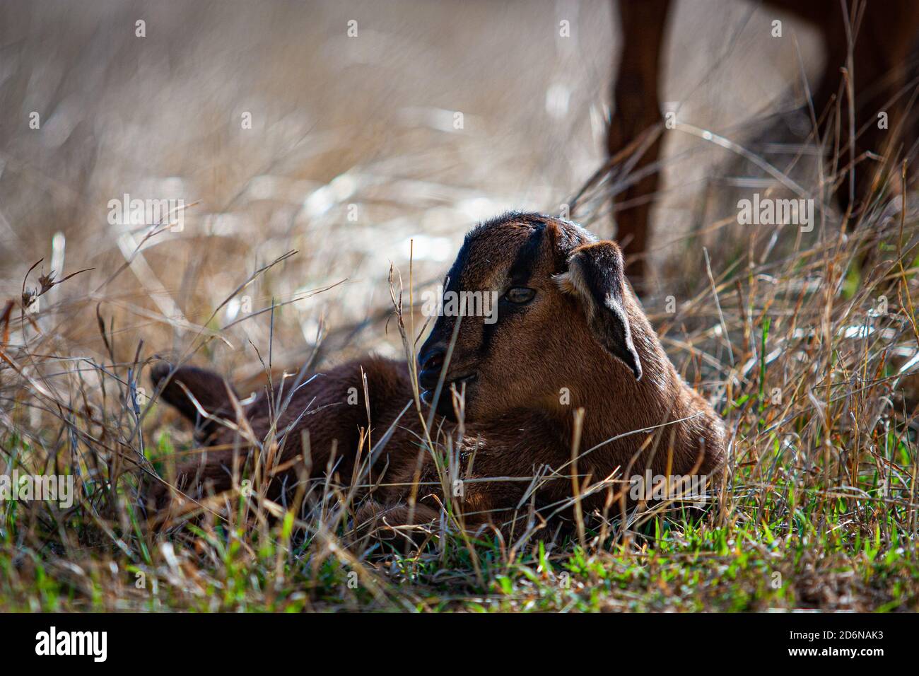 Neugeborenes Ziegenbaby auf dem Feld Stockfoto