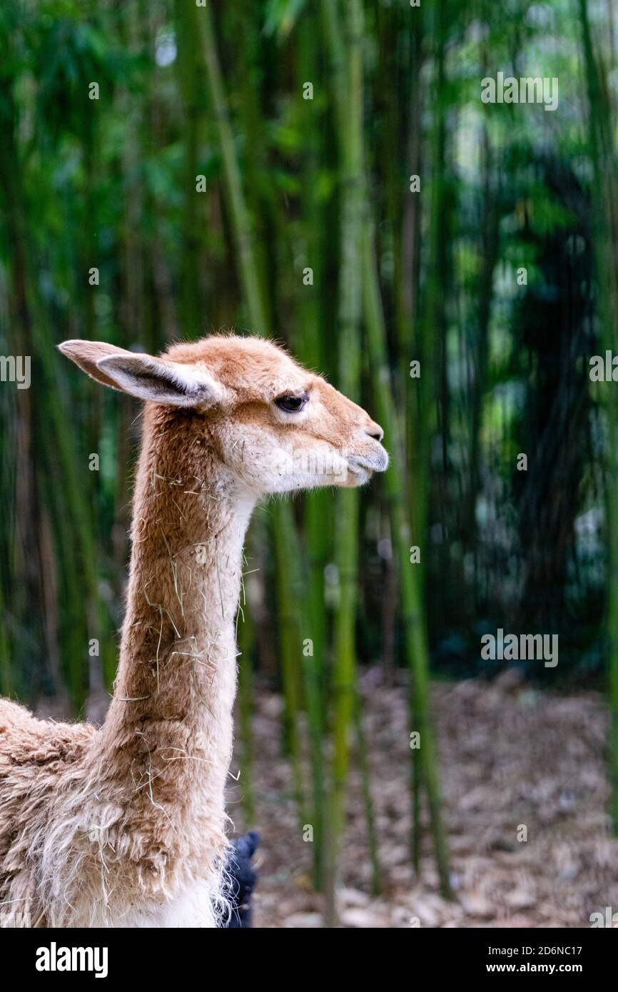 Portrait von vicugna im Bambuswald Stockfoto