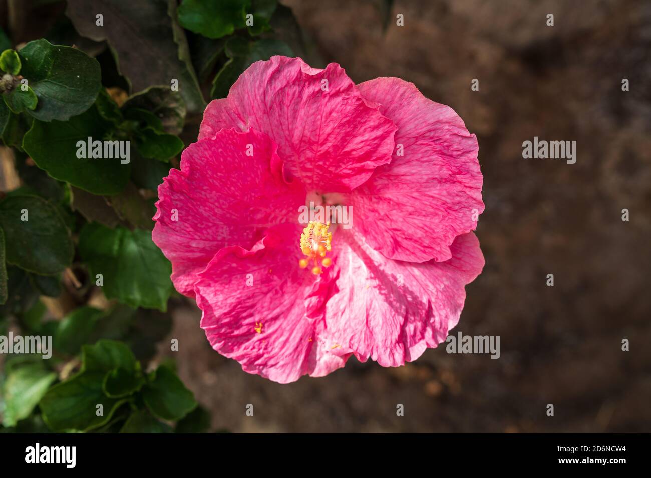 Blume der Thespesia grandiflora im Stadtgarten. Stockfoto