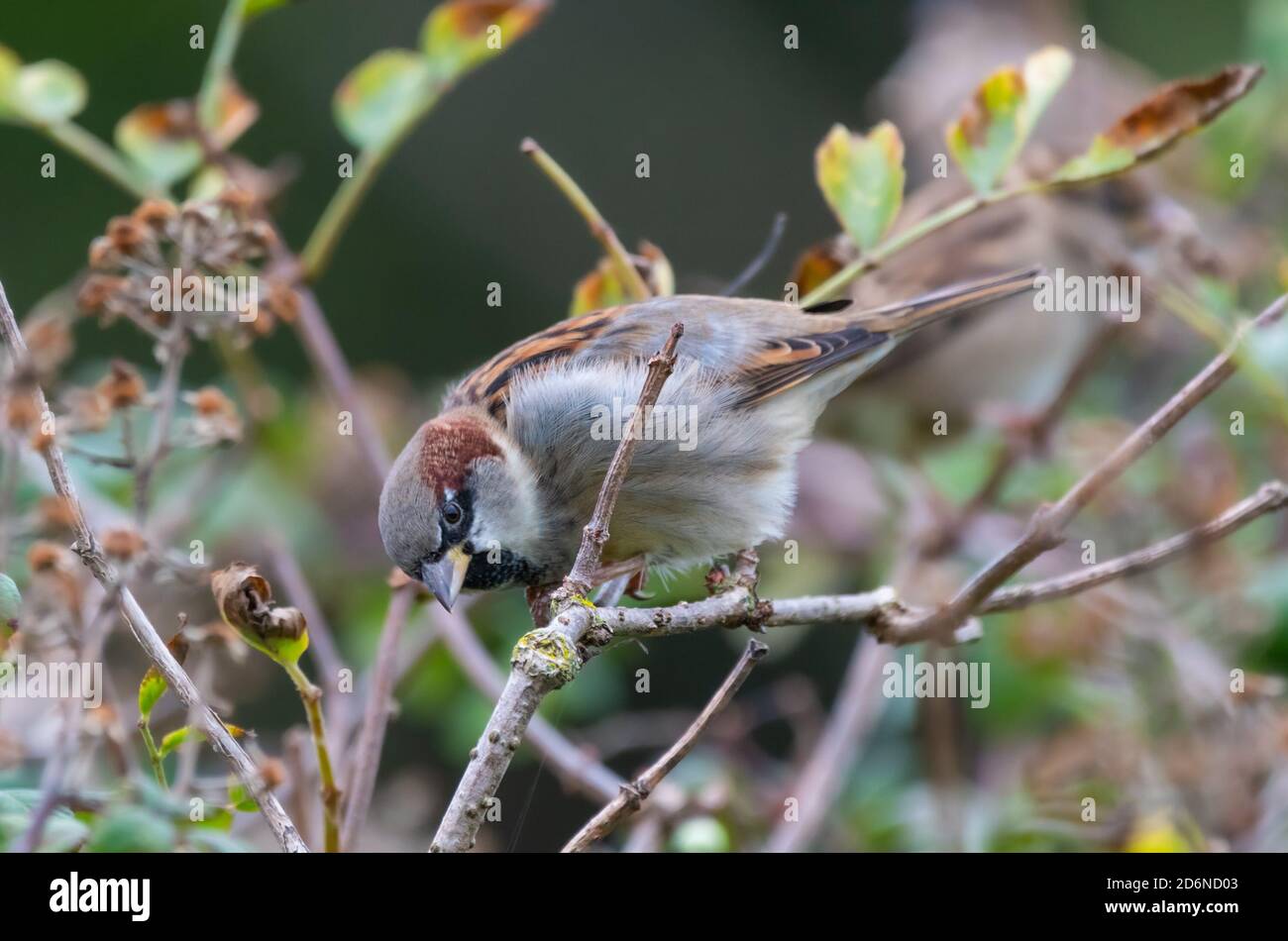 Erwachsene männliche Haussparrow (Passer domesticus) auf einem Busch im Herbst in West Sussex, England, Großbritannien. Stockfoto