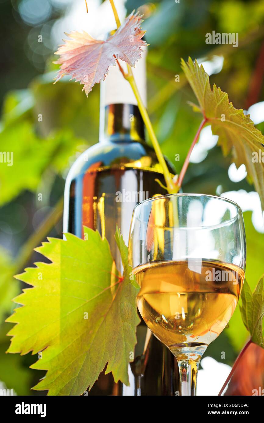 & Trauben Wein Stockfoto