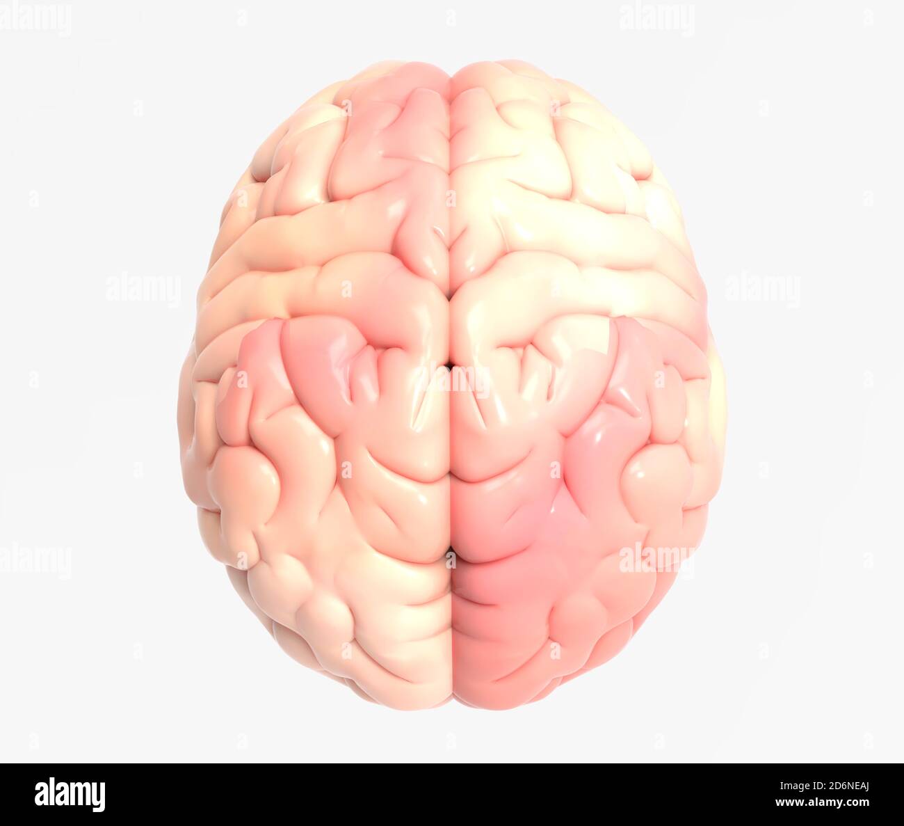 3D Gehirn Foto realistische Rendering in Draufsicht isoliert auf Weißer Hintergrund mit Beschneidungspfad zur Verwendung in jedem Hintergrund Stockfoto