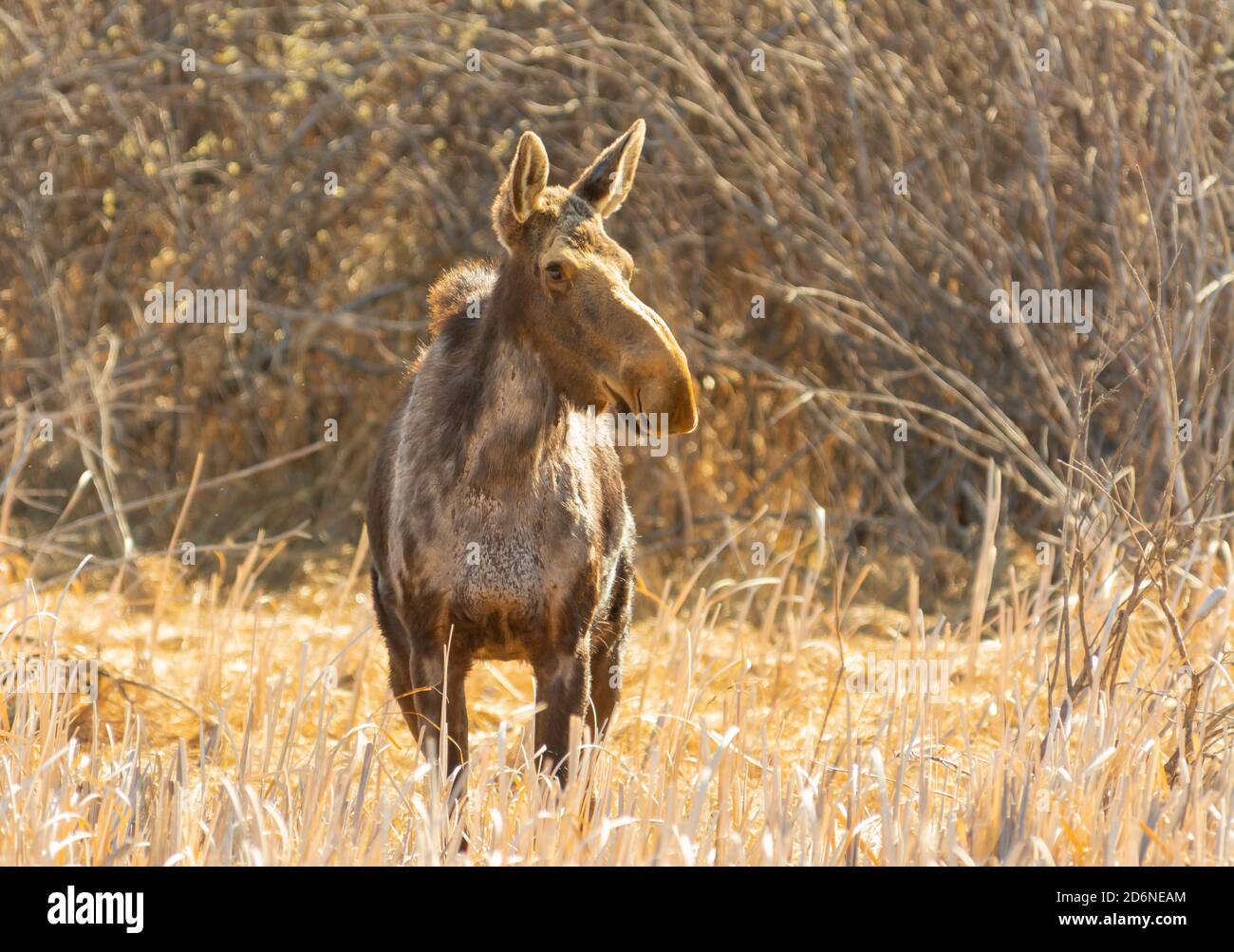 Ein einbunter Elch, Alces alces, steht zwischen getrocknetem Rohrsand in einem Sumpfgebiet im Zentrum von Alberta, Kanada Stockfoto