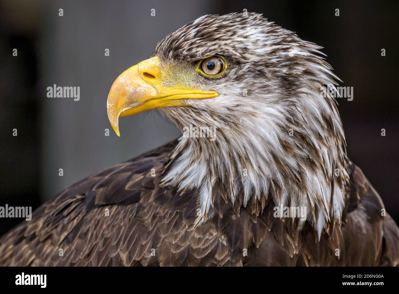 Schönes Nahaufnahme Porträt eines wilden, mächtigen Adlers Stockfoto