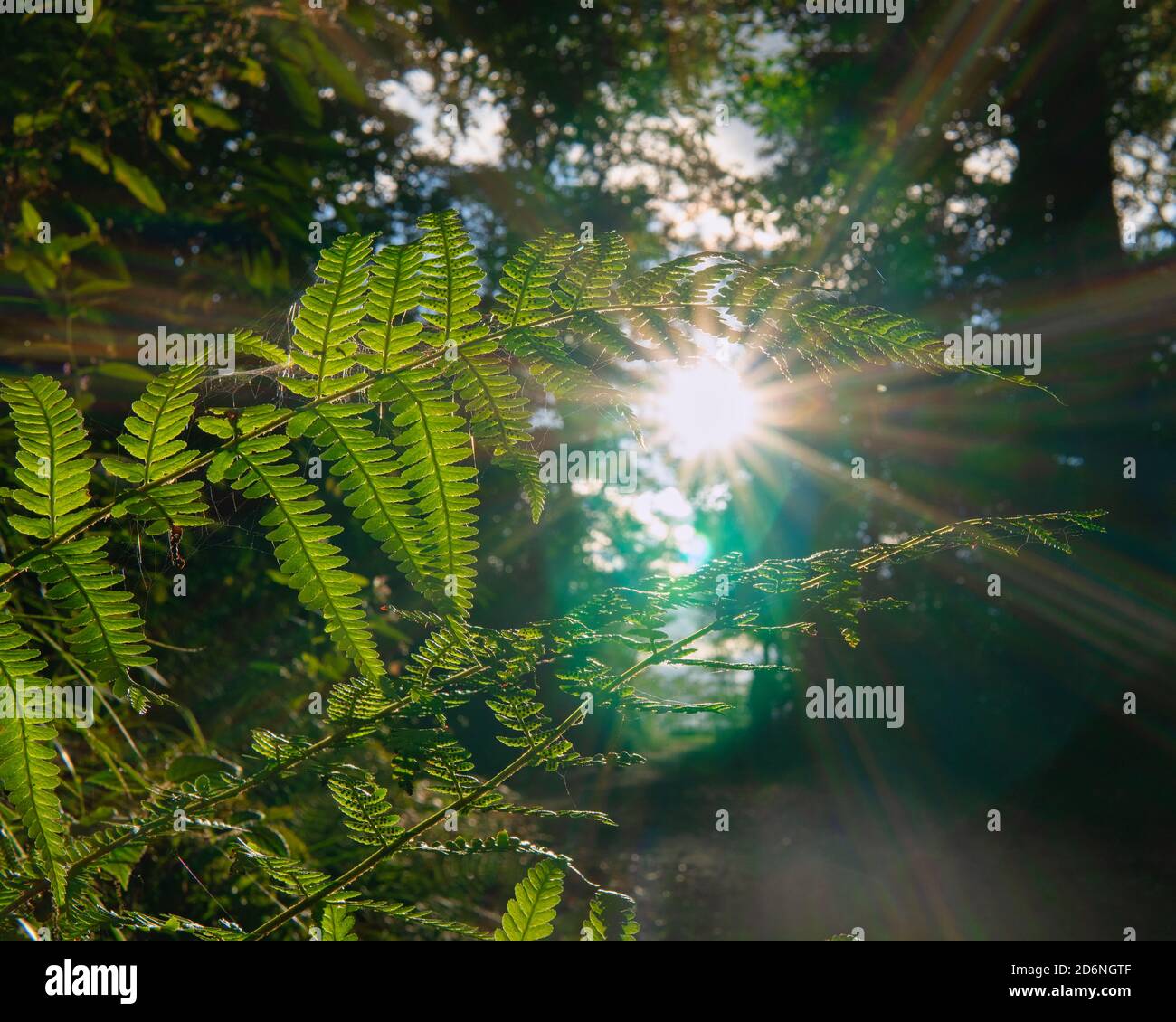 Farn im Sonnenlicht Stockfoto