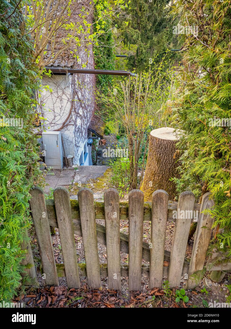 Blick über einen Holzfance in einen grünen, wilden kleinen Garten. Stockfoto