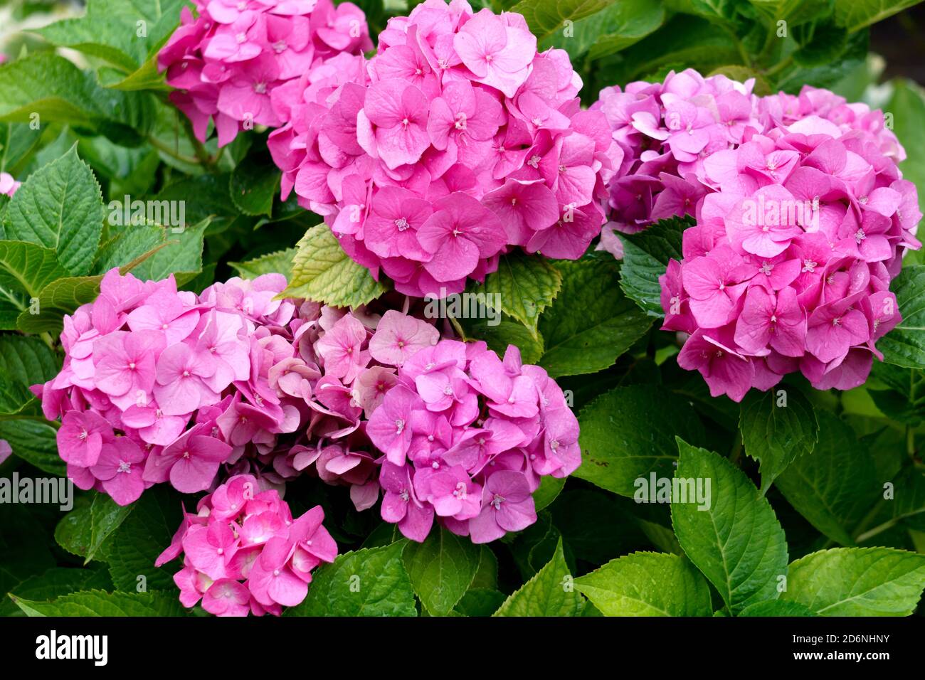 Schöne rosa Hortensien mit Blütenständen und grünen Blättern. Stockfoto
