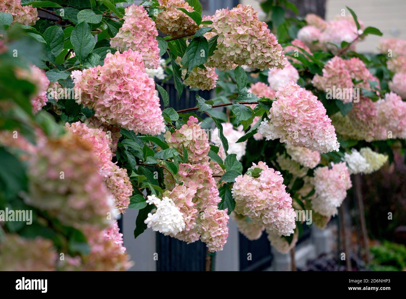 Schöne rosa Hortensien mit Blütenständen und grünen Blättern. Stockfoto