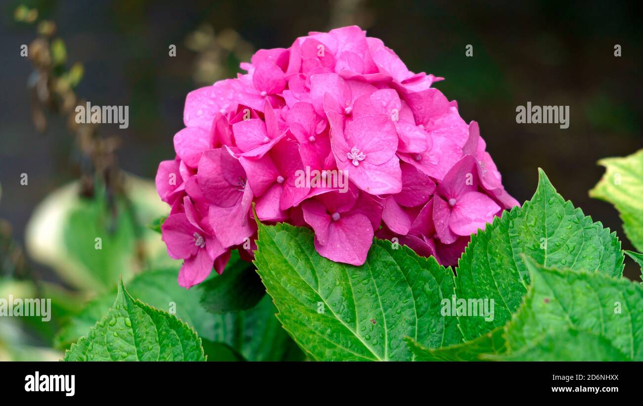 Schöne Hortensienknospe mit rosa Blütenständen und grünen Blättern. Stockfoto