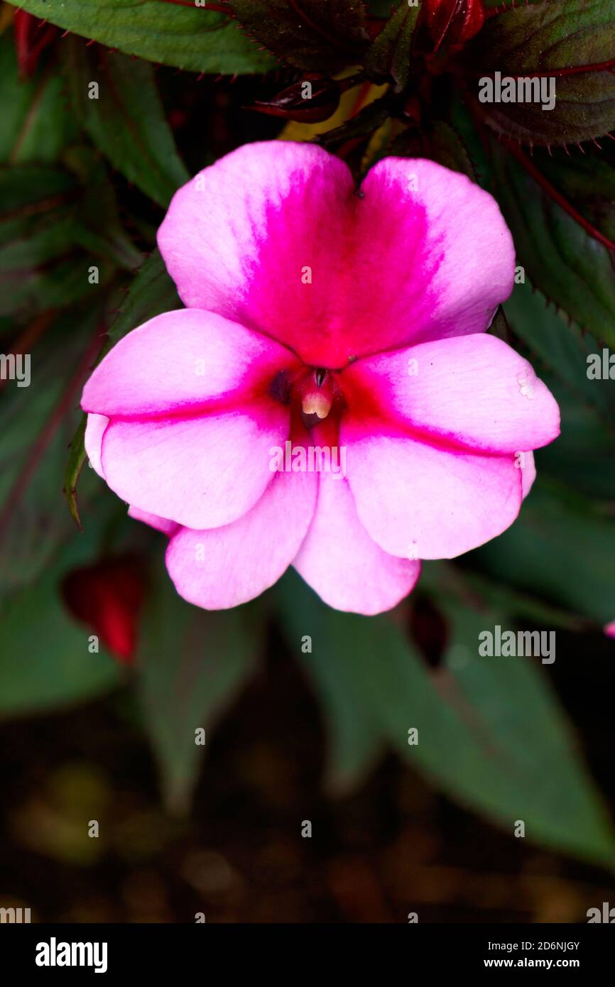 Rosa schöne Balsamblüte auf dunklem Grund. Stockfoto