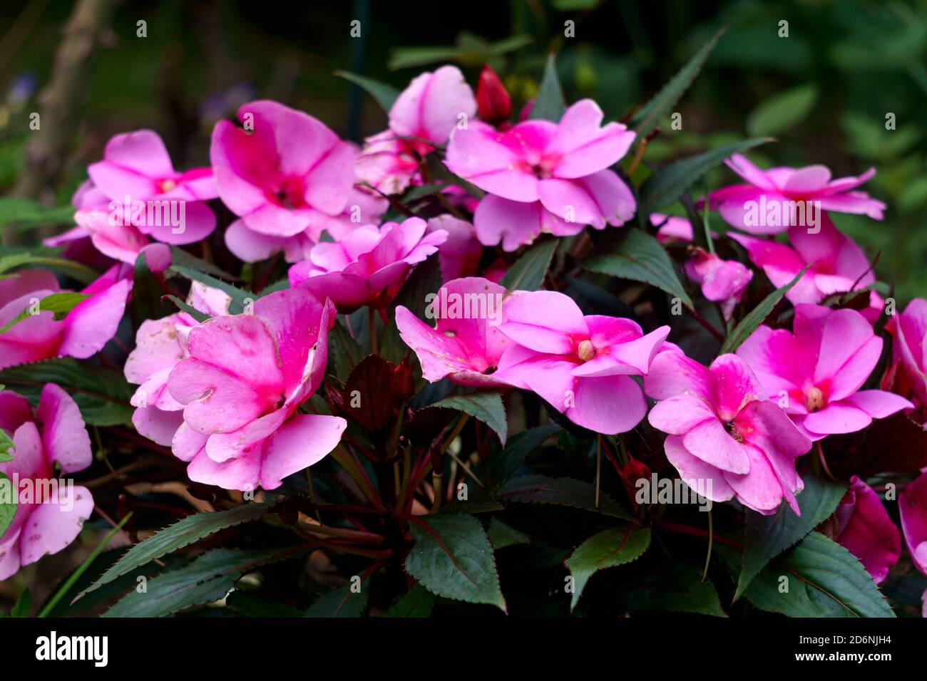 Rosa schöne Blüten von Balsam auf dunklem Grund. Stockfoto