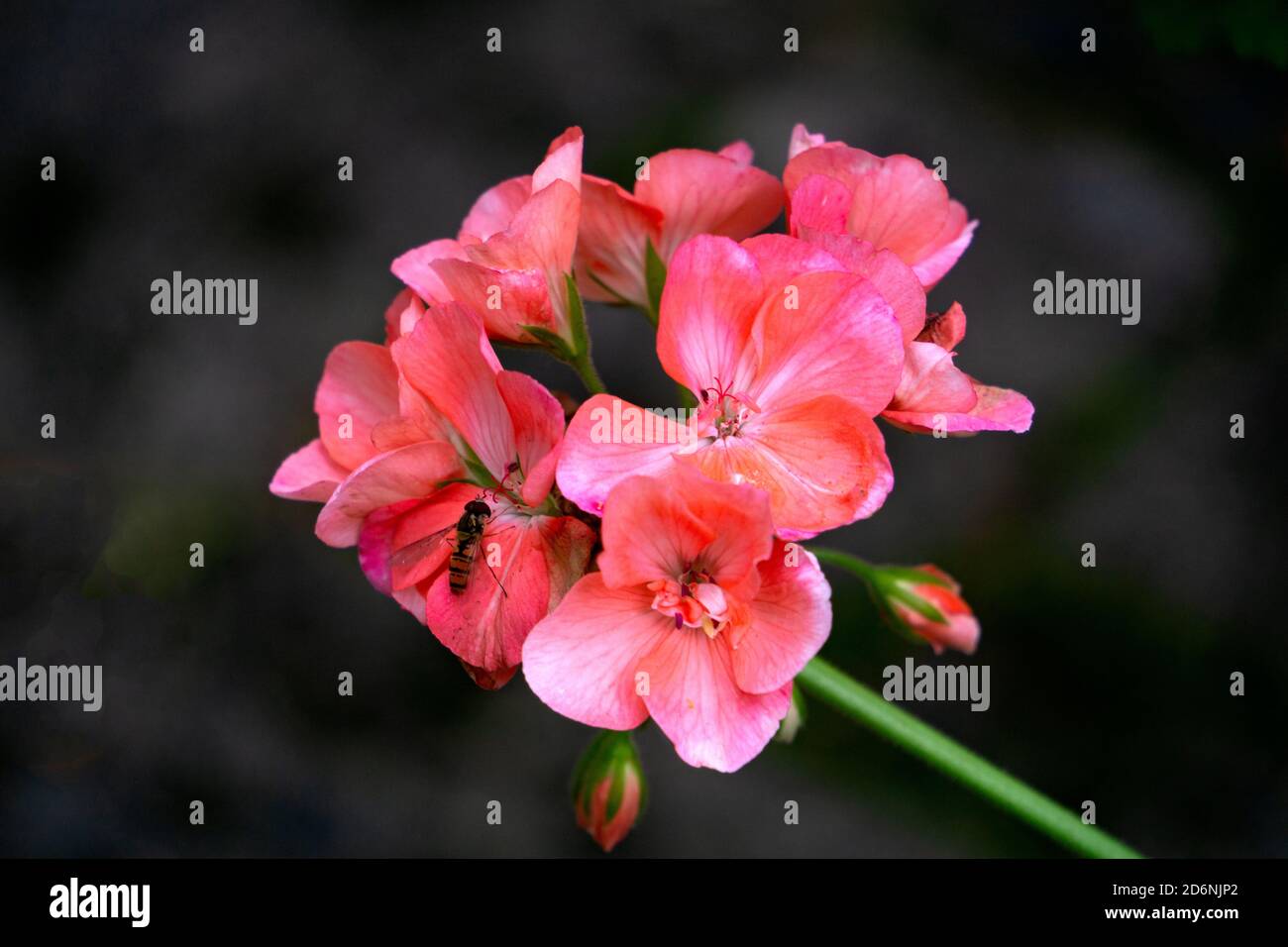 Rosa schöne Geranienblume auf dunklem Hintergrund. Stockfoto