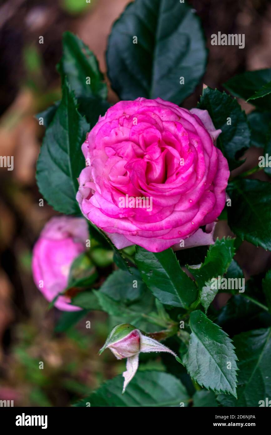 Rosa schöne Rose Knospe im Sommergarten. Stockfoto