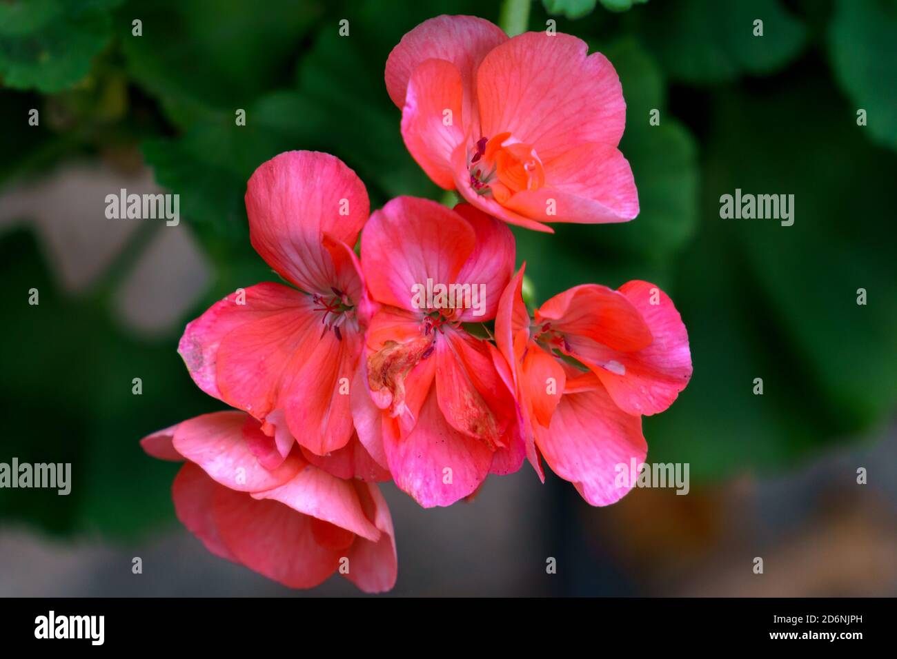 Rosa schöne Geranienblume auf dunklem Hintergrund. Stockfoto