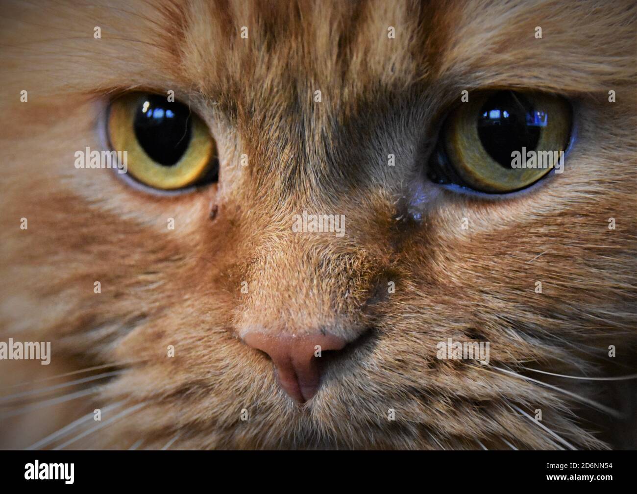 Rote Perserkatze mit orangefarbenen Augen Stockfoto