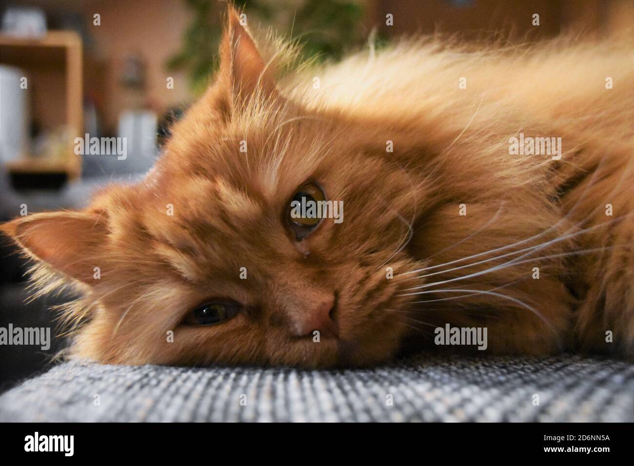 Rote Perserkatze mit orangefarbenen Augen Stockfoto