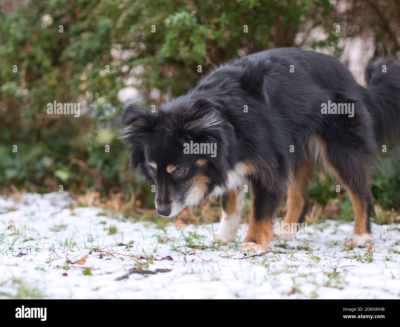 Süße und trainierte Hunde unter Freunden Stockfoto