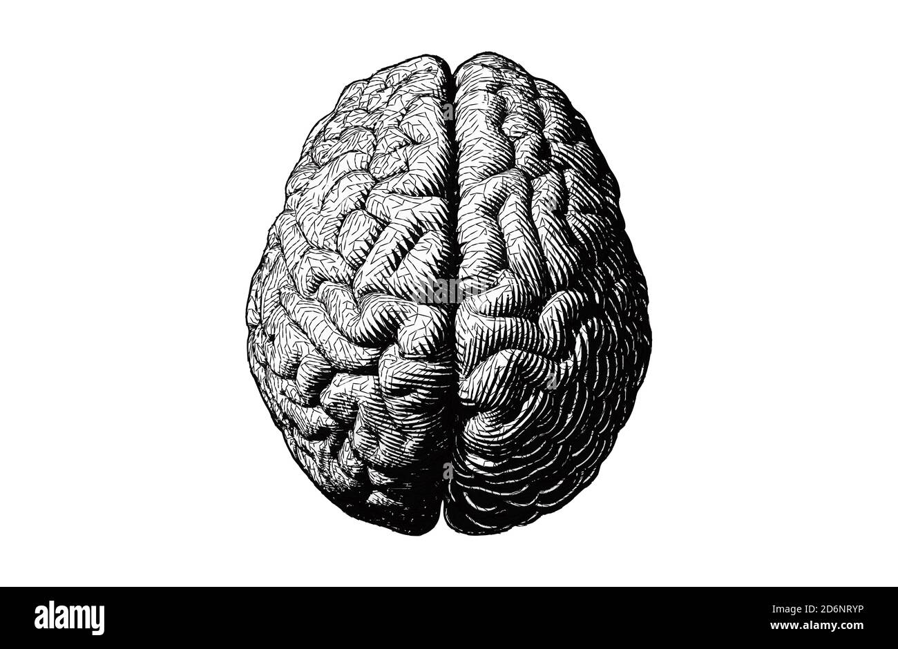 Monochrome Gravur Gehirndarstellung in Draufsicht mit stilisiertem Dreiecksbild drahtmodell auf weißem Hintergrund isoliert Stockfoto