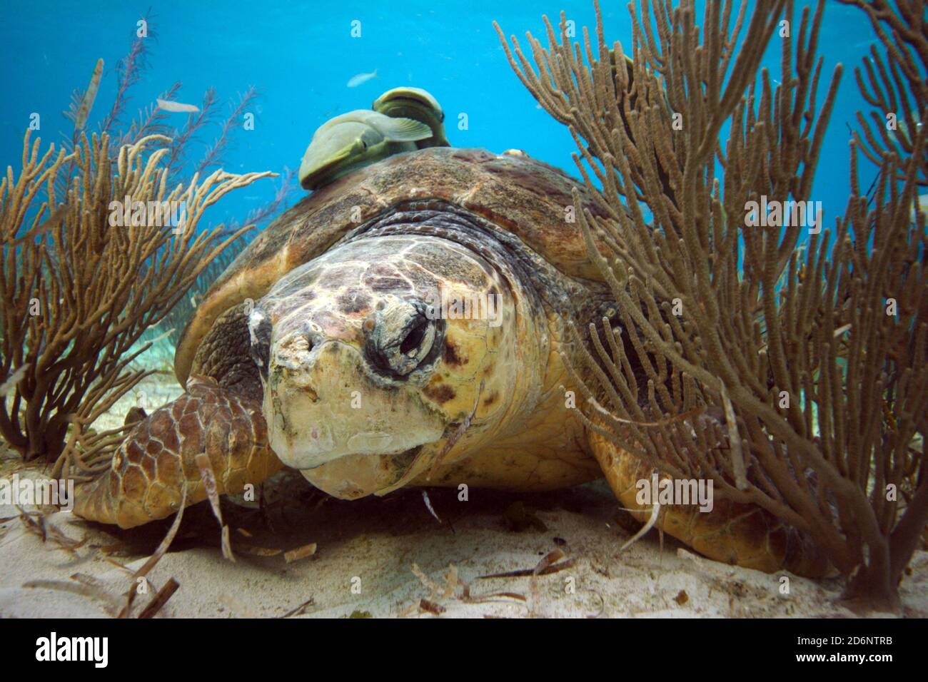 Karettschildkröte; Caretta Caretta, kann über 70 Jahre leben. Meeresschildkröten lieben es, Quallen und Seegras zu essen. Sie schlüpfen aus Eiern, die im Sand liegen. Stockfoto