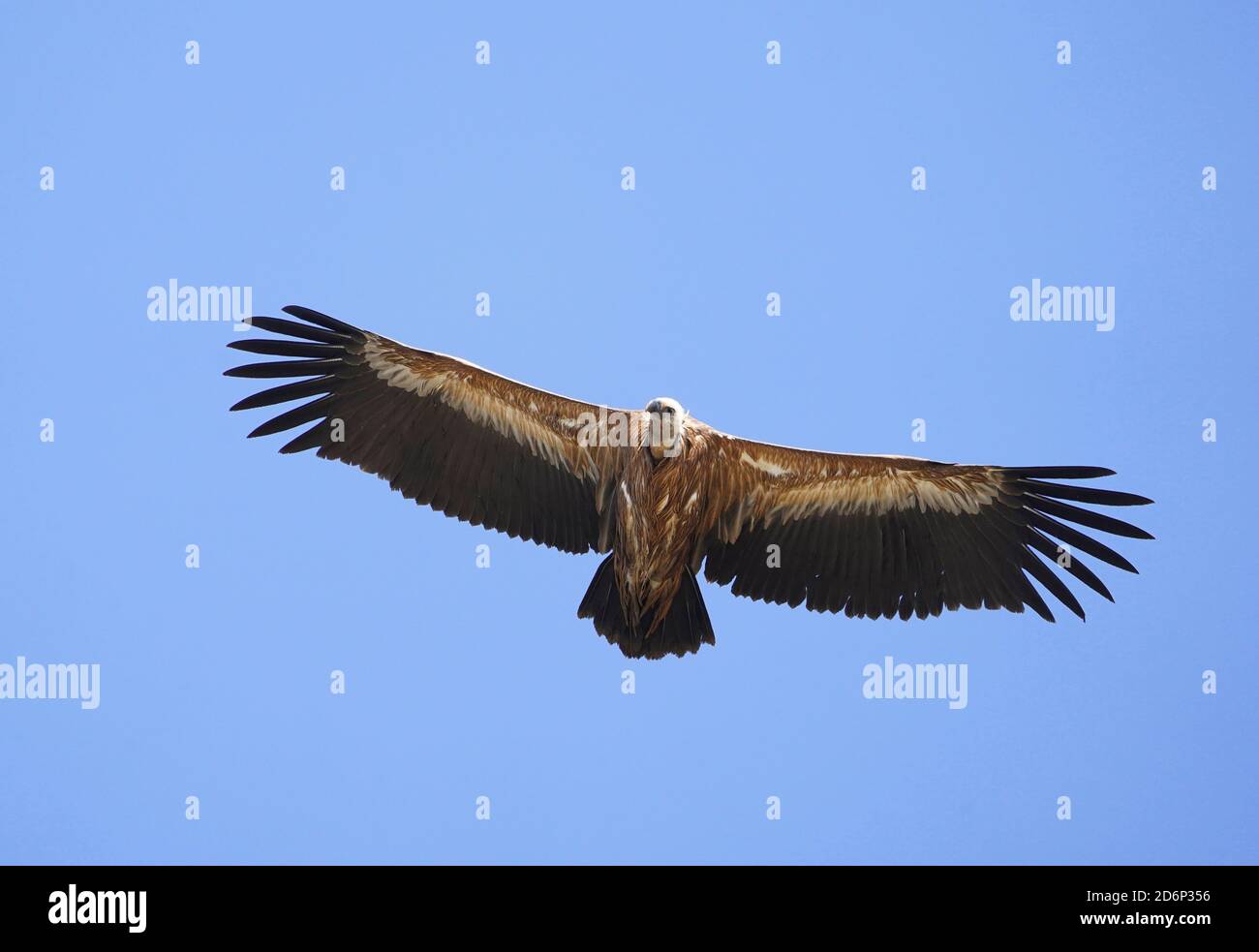 Greifgeier (gyps fulvus) fliegen über Land, Los Barrios, Spanien. Stockfoto