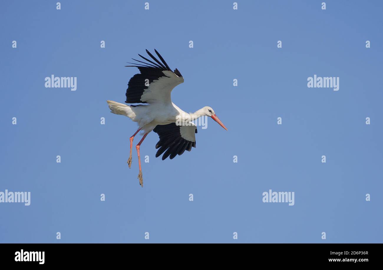 Ein Weißstorch (Ciconia ciconia) fliegend, Los Barrios, Andalusien, Spanien. Stockfoto