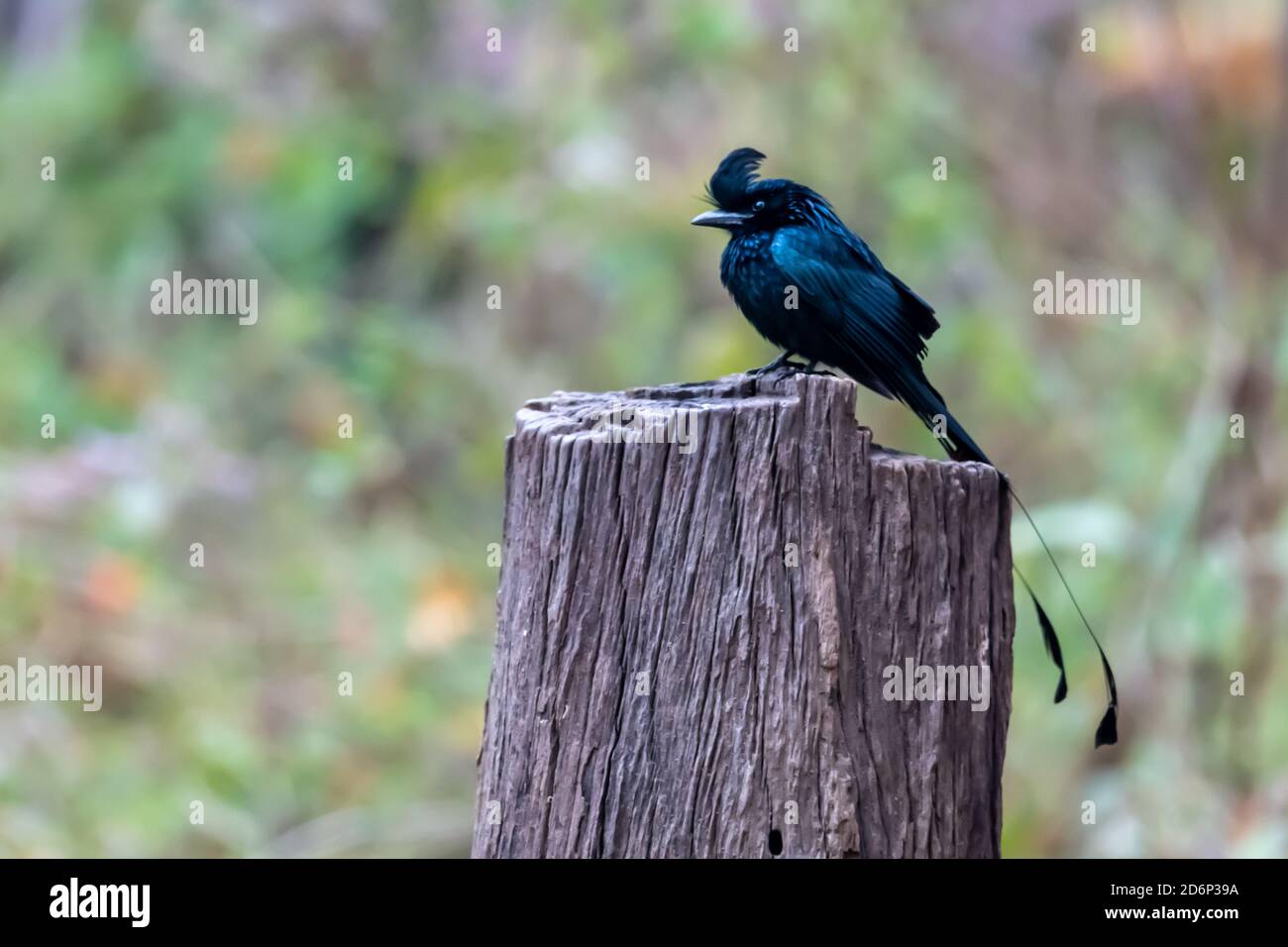 Großer Schläger tailed drongo (Dicrurus paradieseus) Ruht auf einem Stumpf in Indien Stockfoto