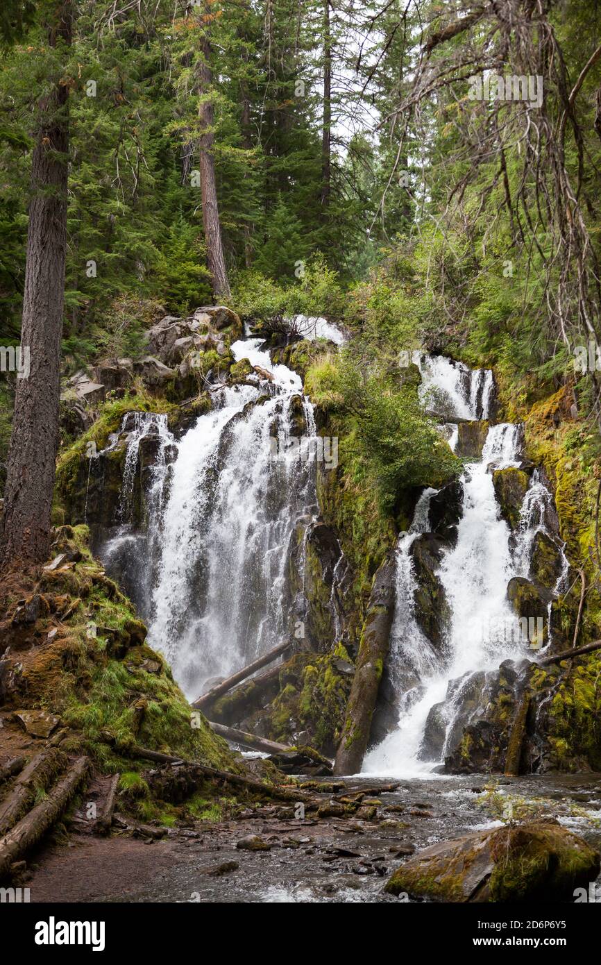 Das wunderschöne und wilde Wasser der National Creek Falls, wenn es über eine felsige Klippe im unberührten Wald der Southern Oregon Cascades rast. Stockfoto