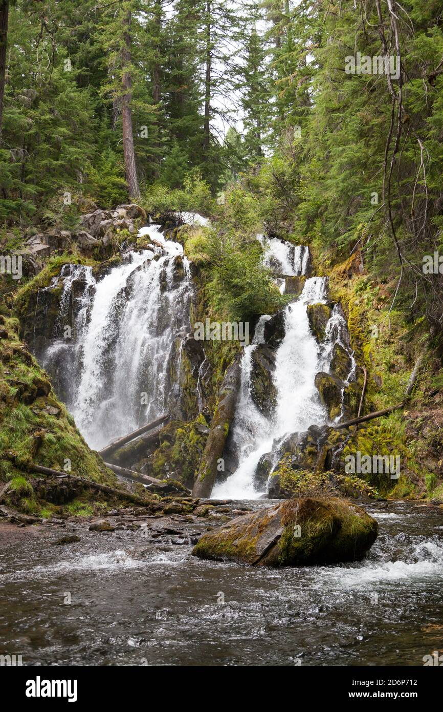Das wunderschöne und wilde Wasser der National Creek Falls, wenn es über eine felsige Klippe im unberührten Wald der Southern Oregon Cascades rast. Stockfoto