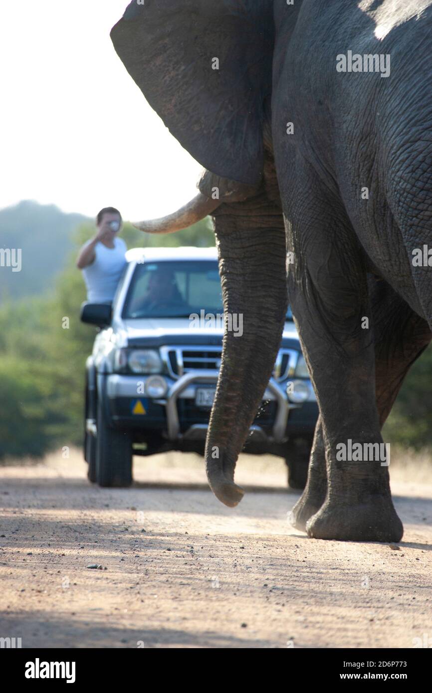 Bull Elephant auf einer unbefestigten Straße blockiert ein Fahrzeug in Der Krüger Nationalpark Südafrika Stockfoto